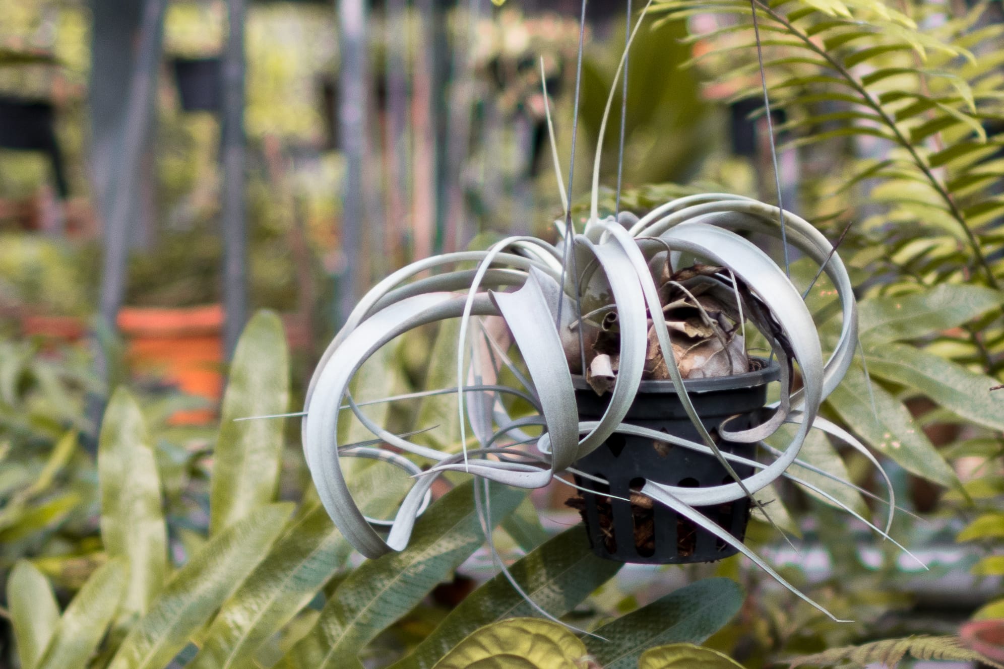 Introduction to Growing Air Plants